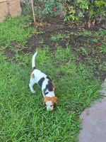 Beagle , a male Beagle for sale in Fontana, CA – 4 of 4