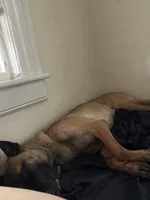 Glockiana , a female Belgian Malinois for sale in Binghamton, NY – 5 of 9