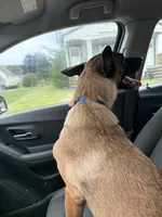 Glockiana , a female Belgian Malinois for sale in Binghamton, NY – 7 of 9
