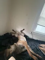 Glockiana , a female Belgian Malinois for sale in Binghamton, NY – 6 of 9