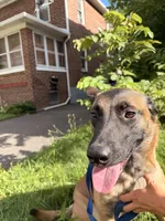 Glockiana , a female Belgian Malinois for sale in Binghamton, NY – 8 of 9