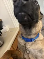 Glockiana , a female Belgian Malinois for sale in Binghamton, NY – 3 of 9