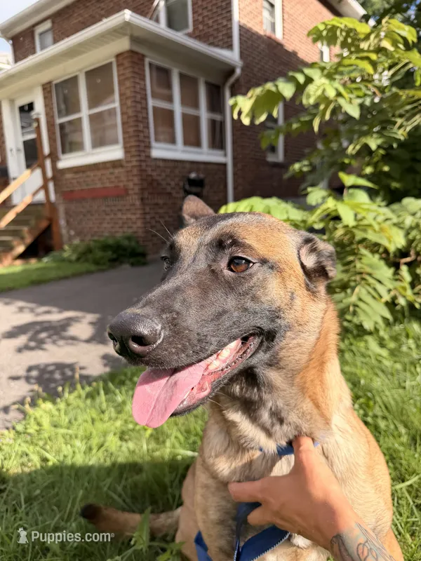 Glockiana  – Belgian Malinois puppy for sale in Binghamton, NY