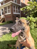 Glockiana , a female Belgian Malinois for sale in Binghamton, NY – 1 of 9