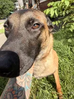 Glockiana , a female Belgian Malinois for sale in Binghamton, NY – 4 of 9