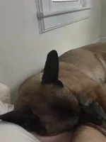 Glockiana , a female Belgian Malinois for sale in Binghamton, NY – 2 of 9