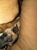 Glockiana , a female Belgian Malinois for sale in Binghamton, NY – 9 of 9