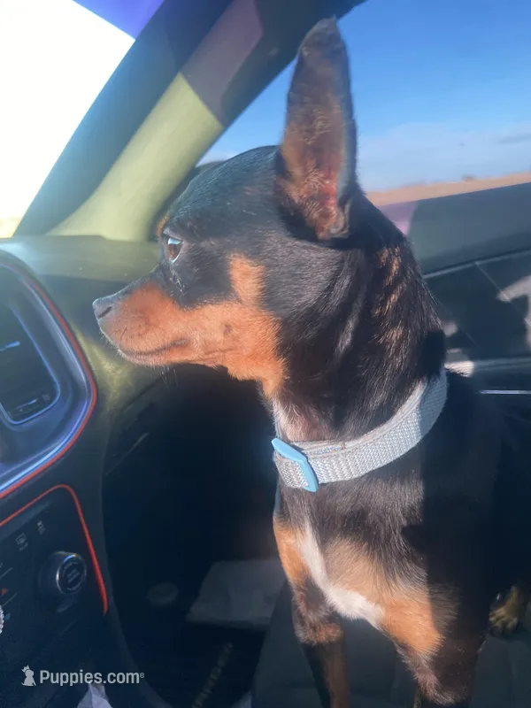 Baby – Chiweenie puppy for sale in Cookeville, TN