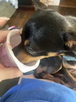 Baby, a female Chiweenie for sale in Cookeville, TN – Photo 3 of 3