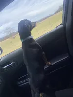 Baby, a female Chiweenie for sale in Cookeville, TN – Photo 2 of 3