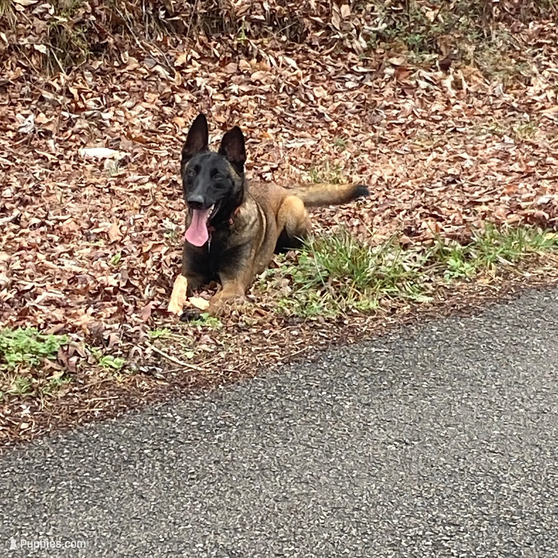 Ellie  – Belgian Malinois puppy for sale in Cookeville, TN