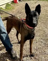 Ellie , a female Belgian Malinois for sale in Cookeville, TN – Photo 3 of 8
