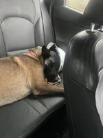 Ellie , a female Belgian Malinois for sale in Cookeville, TN – Photo 2 of 5