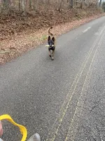 Ellie , a female Belgian Malinois for sale in Cookeville, TN – Photo 4 of 5