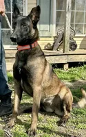 Ellie , a female Belgian Malinois for sale in Cookeville, TN – Photo 4 of 8