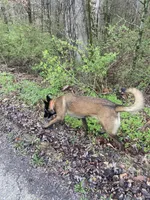 Ellie , a female Belgian Malinois for sale in Cookeville, TN – Photo 5 of 5