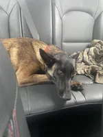 Ellie , a female Belgian Malinois for sale in Cookeville, TN – Photo 3 of 5