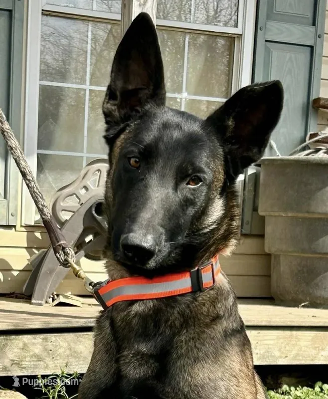 Ellie  – Belgian Malinois puppy for sale in Cookeville, TN