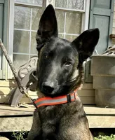 Ellie , a female Belgian Malinois for sale in Cookeville, TN – Photo 1 of 8
