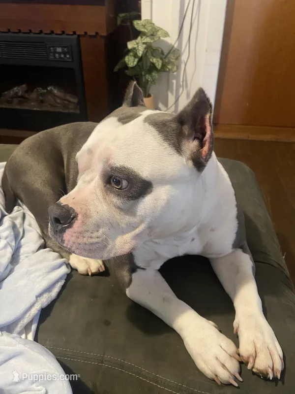 Lady  – American Bully puppy for sale in Cookeville, TN
