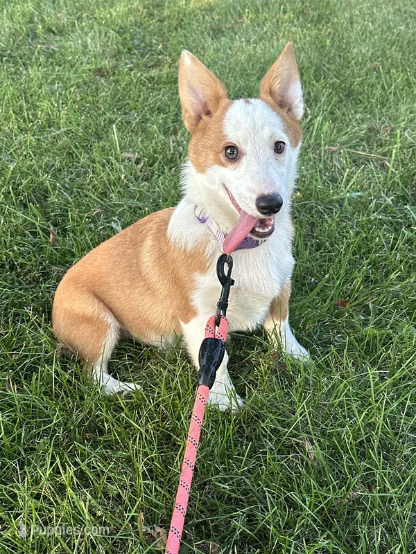 Female  – Pembroke Welsh Corgi puppy for sale in Bloomfield, IA
