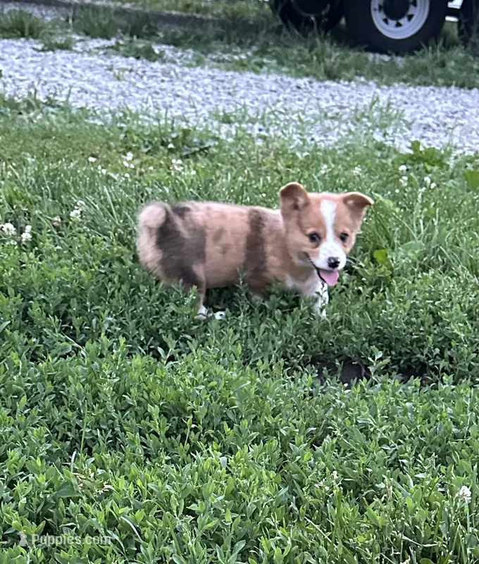 Milo – Pembroke Welsh Corgi puppy for sale in Bloomfield, IA