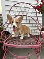 Milo, a female Pembroke Welsh Corgi for sale in Bloomfield, IA – 2 of 2