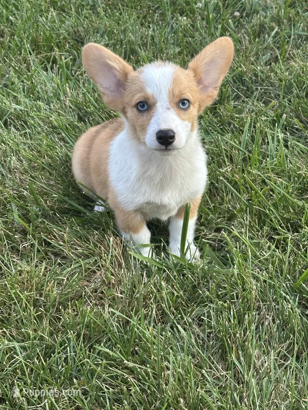 Rosie – Pembroke Welsh Corgi puppy for sale in Bloomfield, IA
