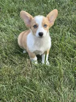 Rosie, a female Pembroke Welsh Corgi for sale in Bloomfield, IA – 1 of 1