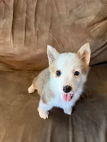 Female , a female Pembroke Welsh Corgi for sale in Bloomfield, IA – 2 of 2