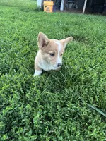 Roscoe , a male Pembroke Welsh Corgi for sale in Bloomfield, IA – 2 of 2