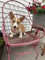 Milo, a female Pembroke Welsh Corgi for sale in Bloomfield, IA – 1 of 2