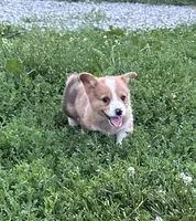 Milo, a female Pembroke Welsh Corgi for sale in Bloomfield, IA – 2 of 2