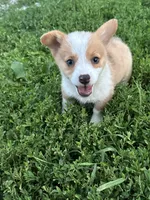 Rosie, a female Pembroke Welsh Corgi for sale in Bloomfield, IA – 1 of 2