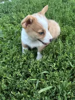 Rosie, a female Pembroke Welsh Corgi for sale in Bloomfield, IA – 2 of 2