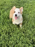 Female , a female Pembroke Welsh Corgi for sale in Bloomfield, IA – 4 of 4