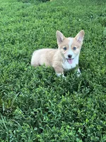 Roscoe , a male Pembroke Welsh Corgi for sale in Bloomfield, IA – 1 of 2