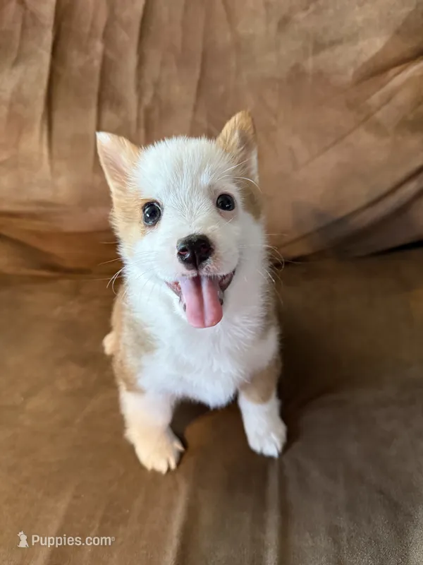 Female , a female Pembroke Welsh Corgi for sale in Bloomfield, IA – 1 of 2