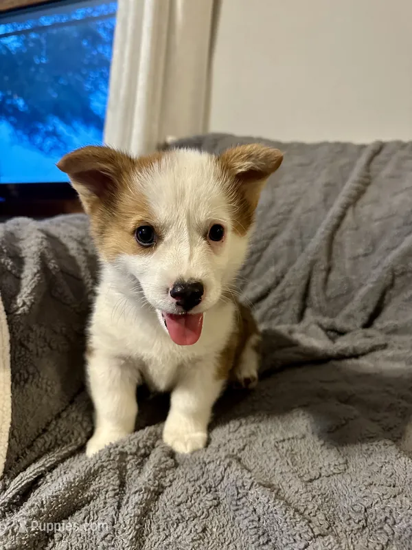 Male – Pembroke Welsh Corgi puppy for sale in Bloomfield, IA
