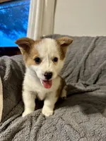 Male, a male Pembroke Welsh Corgi for sale in Bloomfield, IA – 1 of 1