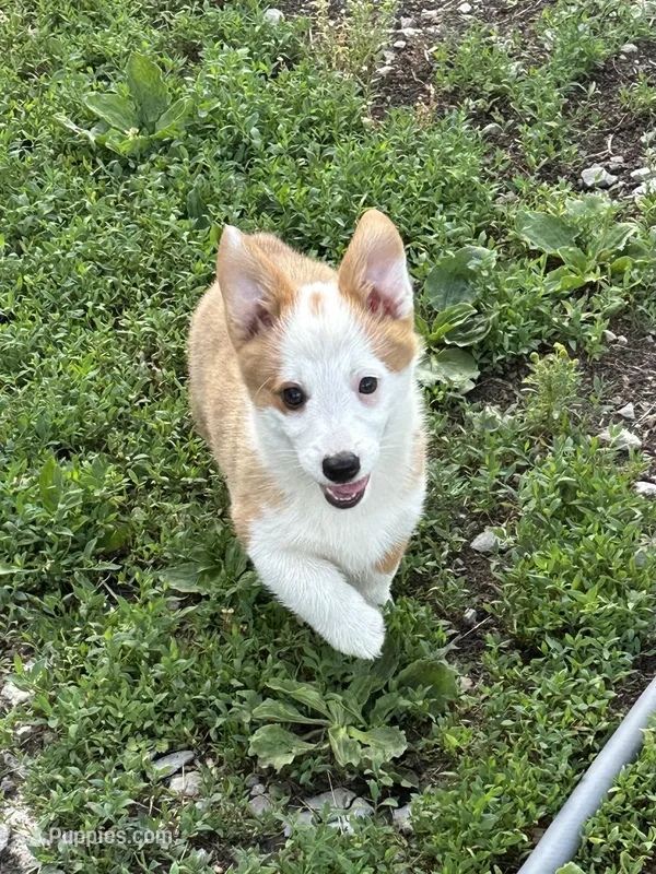 Female  – Pembroke Welsh Corgi puppy for sale in Bloomfield, IA