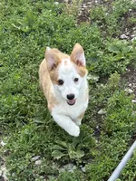 Female , a female Pembroke Welsh Corgi for sale in Bloomfield, IA – 1 of 4