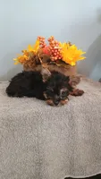 Yager, a male Yorkshire Terrier for sale in Effingham, IL – 6 of 7