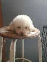 Betty, a female Bichon Frise for sale in Effingham, IL – 5 of 8