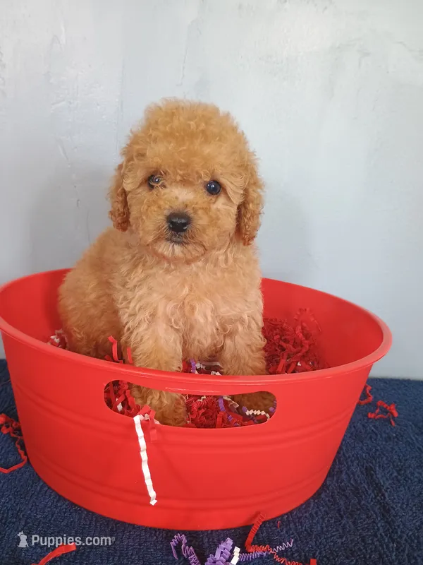 Chelsi – Cavapoo puppy for sale in Effingham, IL