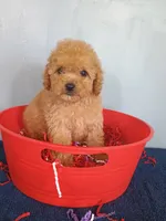 Chelsi, a female Cavapoo for sale in Effingham, IL – 1 of 9