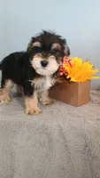 Apollo , a male Morkie for sale in Effingham, IL – 2 of 5
