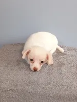 Phoebe, a female Pomchi for sale in Effingham, IL – 7 of 8