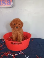 Cherry, a female Cavapoo for sale in Effingham, IL – 4 of 10