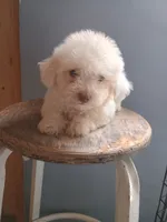 Betty, a female Bichon Frise for sale in Effingham, IL – 2 of 8